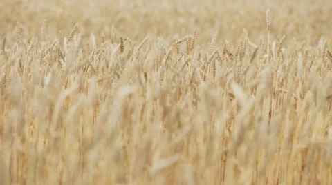 Ears Of Wheat Moving In The Wind At Sunset Stock Footage 51677841