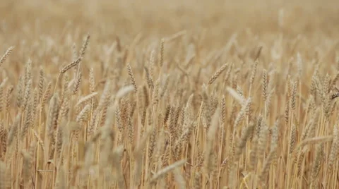 Ears Of Wheat Moving In The Wind At Sunset Stock Footage 51678054