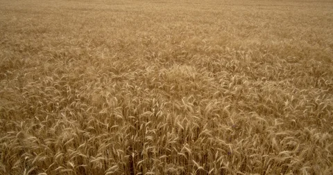 Ears of wheat moving from the wind in a wheat field. Stock Footage 111586683