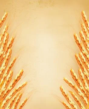 Ears of wheat on old paoer. vector illustration Stock Illustration