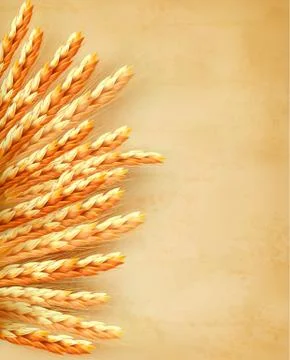 Ears of wheat on old paper background. vector illustration Stock Illustration