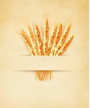Ears of wheat on old paper background. vector illustration Stock Illustration