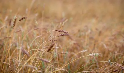 Ears of wheat or rye growing in the field at sunset Close-up. Stock Photos
