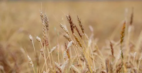 Ears of wheat or rye growing in the field at sunset Close-up. Stock Photos