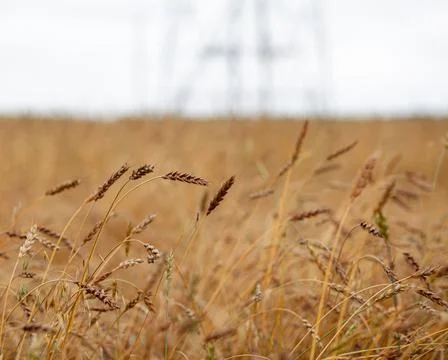Ears of wheat or rye growing in the field at sunset Close-up. Stock Photos