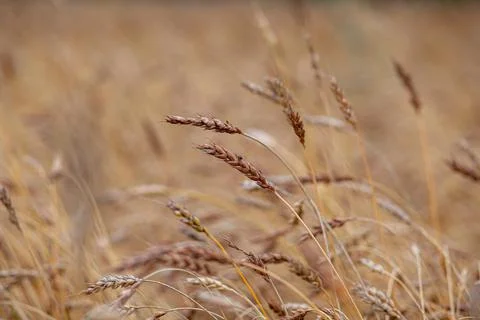 Ears of wheat or rye growing in the field at sunset Close-up. Stock Photos