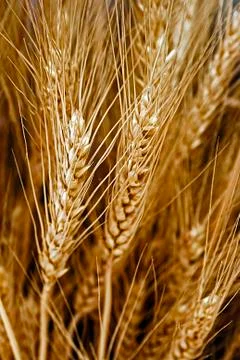 Ears of wheat Stock Photos