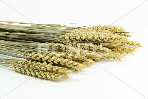 Ears of Wheat Stock Photos
