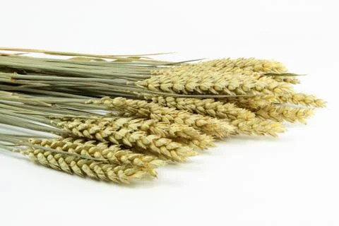 Ears of Wheat Stock Photos