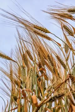 Ears of wheat 库存照片