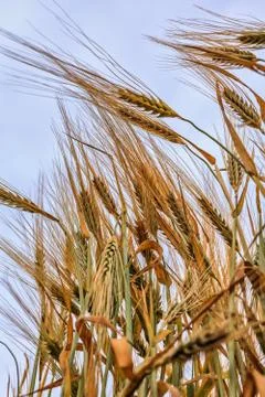 Ears of wheat 库存照片