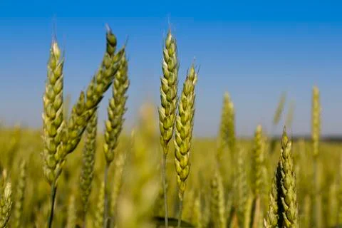 Ears of wheat Stock Photos