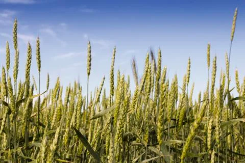 Ears of wheat Stock Photos