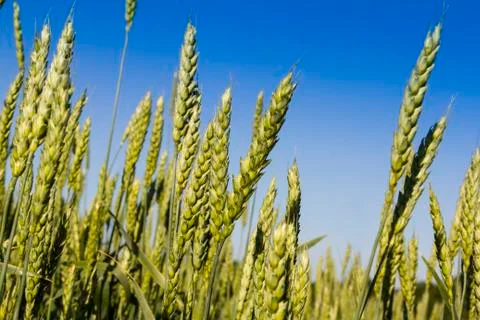 Ears of wheat Stock Photos
