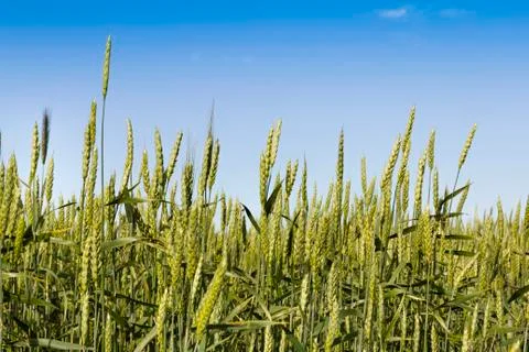Ears of wheat Stock Photos