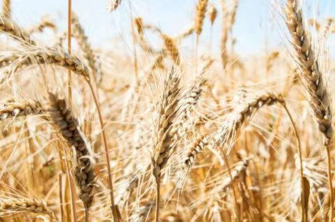 Ears of wheat Stock Photos