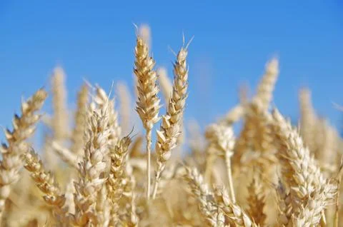 Ears of wheat Stock Photos