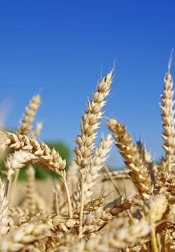 Ears of wheat Stock Photos