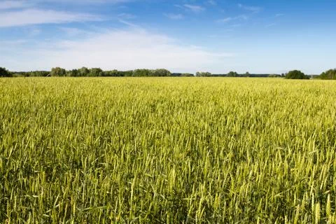 Ears of wheat Stock Photos