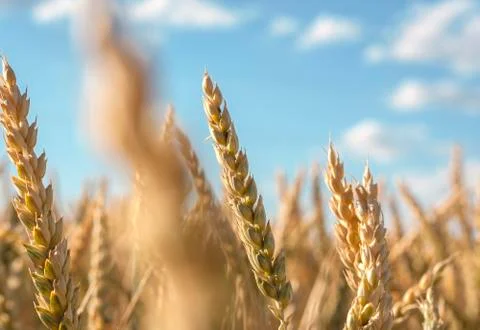 Ears of wheat Stock Photos
