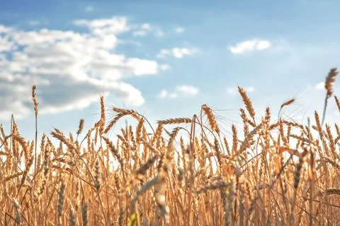 Ears of wheat Stock Photos
