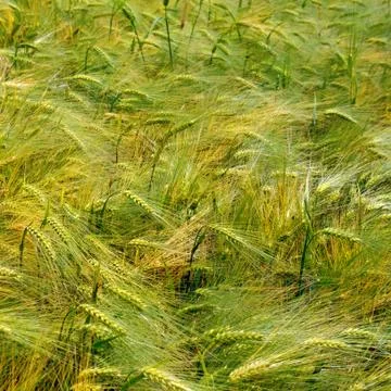 Ears of wheat 스톡 사진