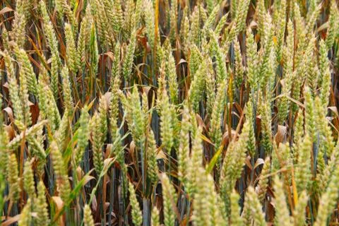 Ears of wheat Stock Photos