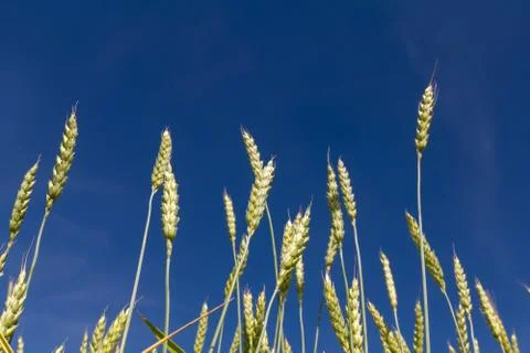 Ears of wheat Stock Photos
