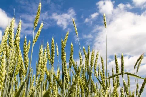 Ears of wheat Stock Photos