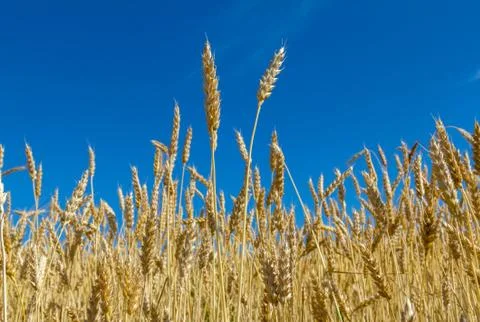 Ears of wheat Stock Photos