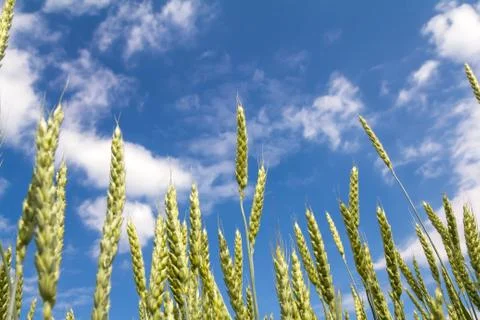 Ears of wheat Stock Photos