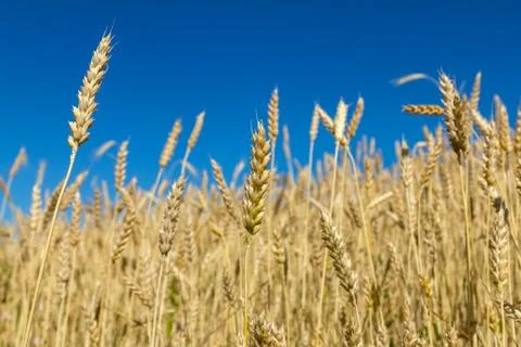 Ears of wheat Stock Photos