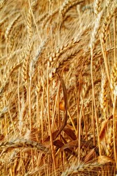 Ears of wheat Stock Photos