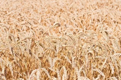 Ears of wheat Stock Photos