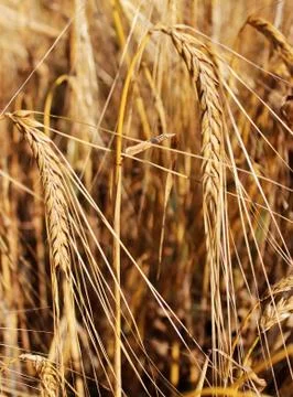 Ears of wheat Stock Photos