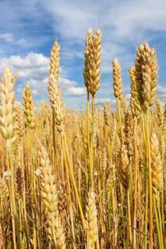 Ears of wheat Stock Photos