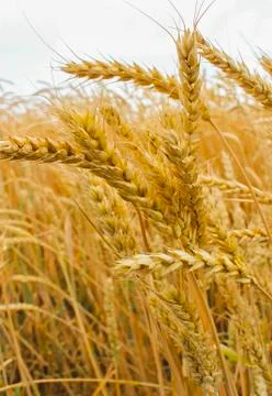 Ears of wheat Stock Photos