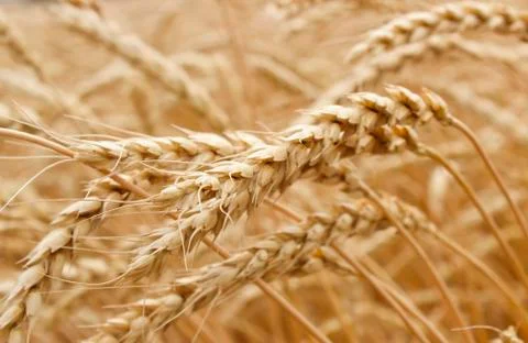Ears of wheat Stock Photos