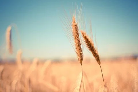 Ears of wheat Foto stock