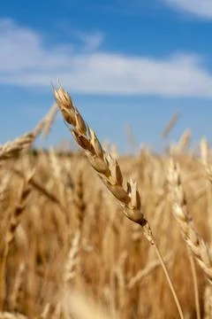 Ears of wheat Stock Photos