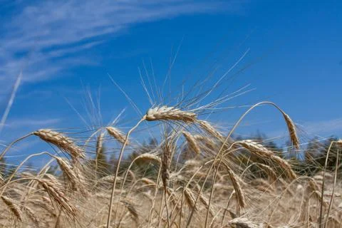 Ears of wheat Stock Photos