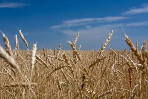 Ears of wheat Stock Photos
