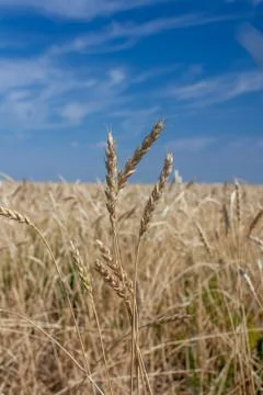 Ears of wheat Stock Photos