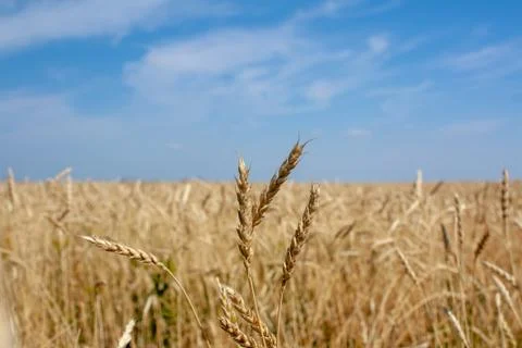 Ears of wheat Stock Photos