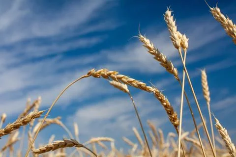 Ears of wheat Stock Photos