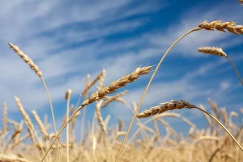 Ears of wheat Stock Photos