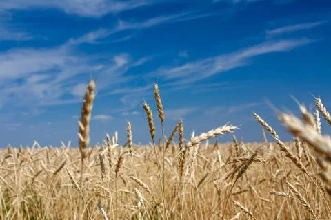 Ears of wheat Stock Photos