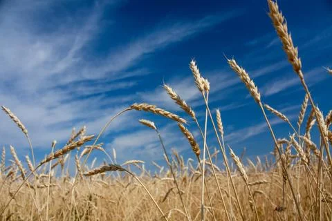 Ears of wheat Stock Photos