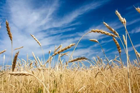 Ears of wheat Stock Photos