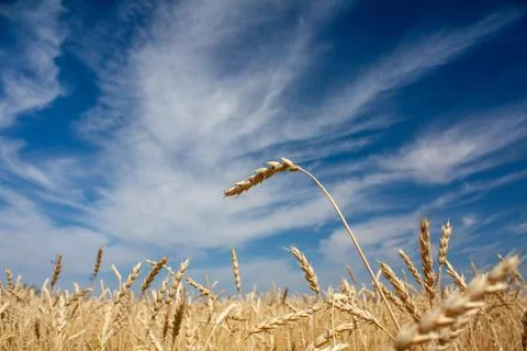 Ears of wheat Stock Photos